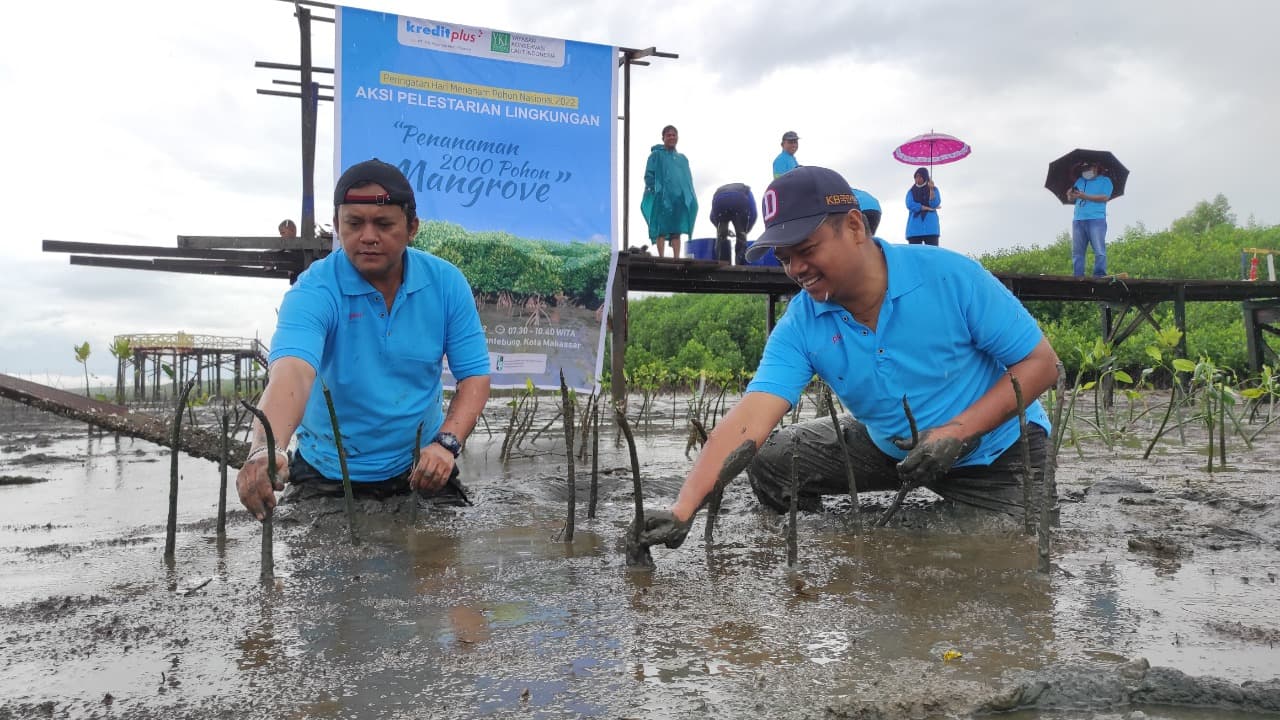 Kreditplus Bersama YKL Indonesia Tanam 2000 Mangrove di Makassar
